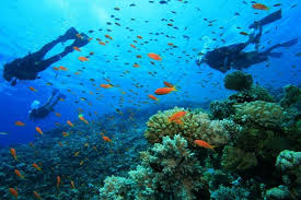 غواصی در فجیره