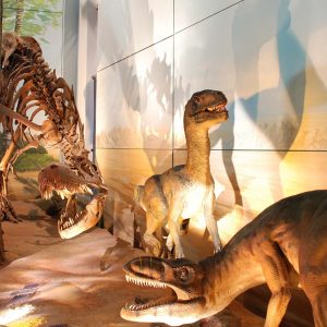 موزه‌ تاریخ طبیعی شارجه