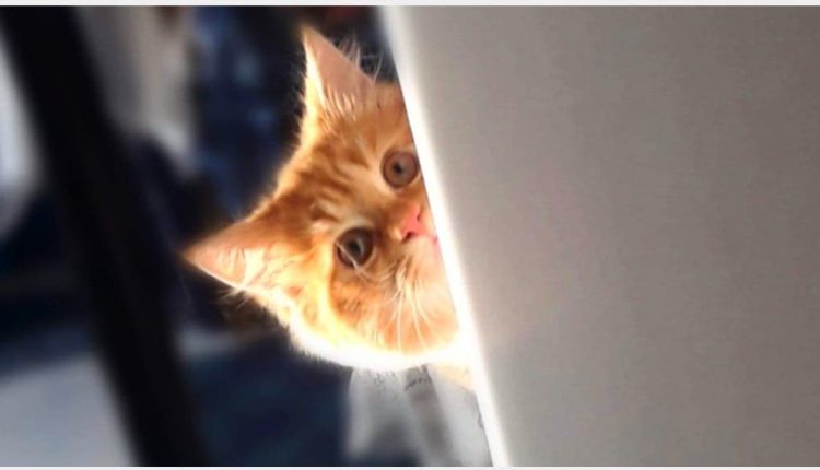 گربه ها و حیوانات خانگی